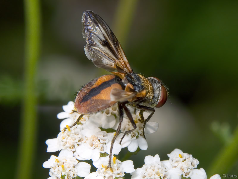 Ectophasia crassipennis (Fabricius, 1794)